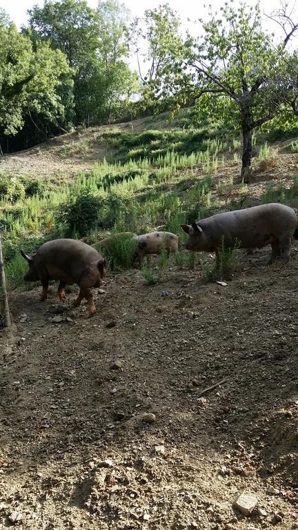 Agriturismo L'Antico Casolare Castelcivita 외부 사진